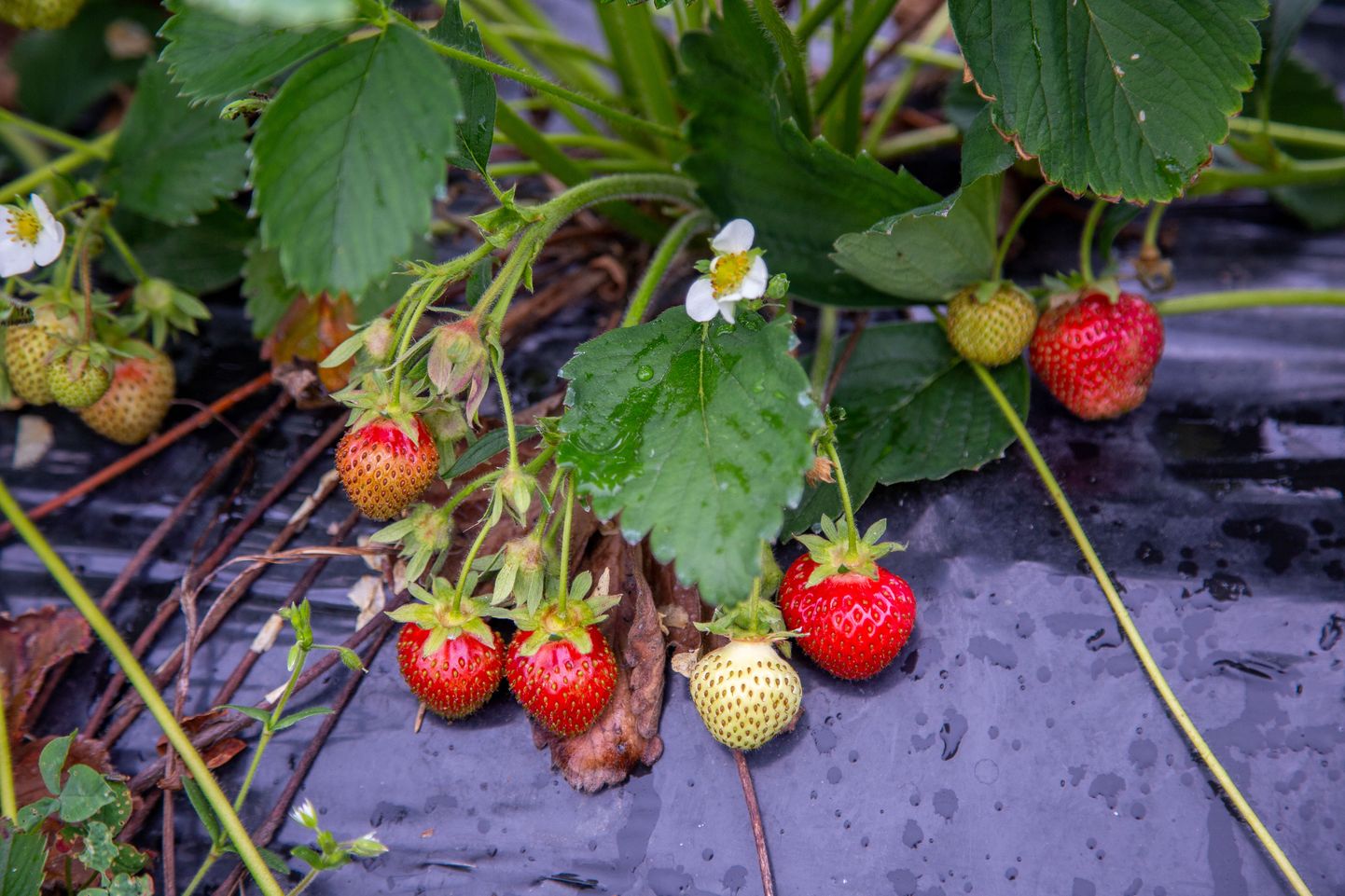 Esimesed kodumaised maasikad valmivad juba lähinädalatel. Põllumajandussaaduste korjamist ei saa seniks edasi lükata, mil töötute hulk kasvab nii suureks, et jätkub piisavalt põllumajanduses töötamisest huvitatud kohalikke inimesi.