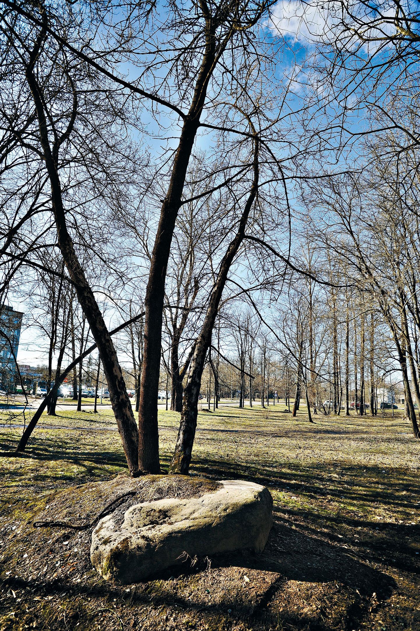 Maarjamõisa haigla külje all asuv Mathieseni park võib kujuneda linnaosa üheks tõmbenumbriks. Linn soovib euroraha toel haljasala korda teha ning rajada sinna mänguväljaku.