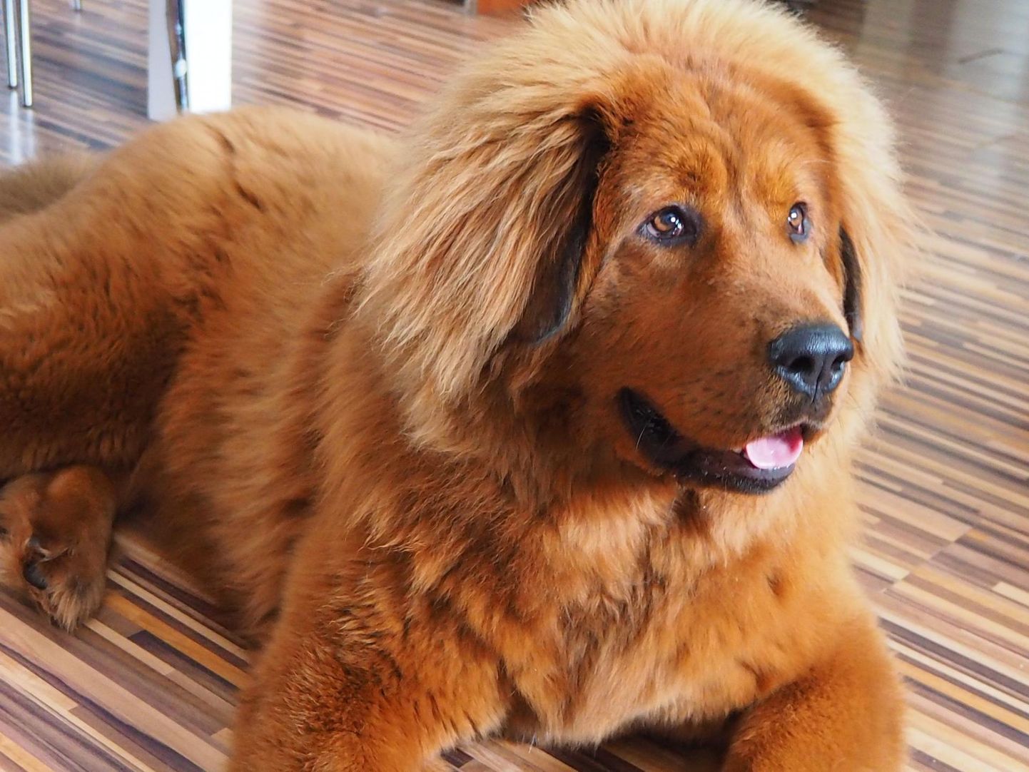 Tiibeti mastif Amii läks salaja aiast välja Kadrina eluga tutvuma.