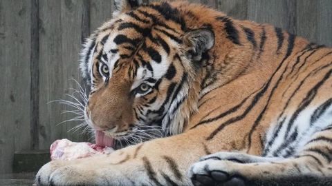Kurb lõpp: operatsioonil käinud tiiger Pootsmani elu ei õnnestunud päästa