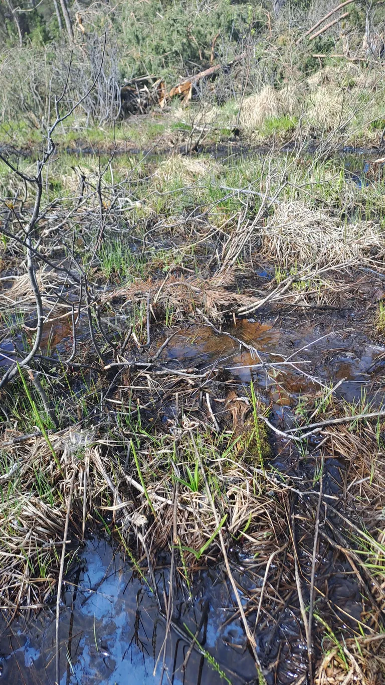 Saaremaa sõrmkäpp ehk Dactylorhiza osiliensis Pikner on pildi allosas nähtav pisike hele kolmeharulise lehega tärkav taim.