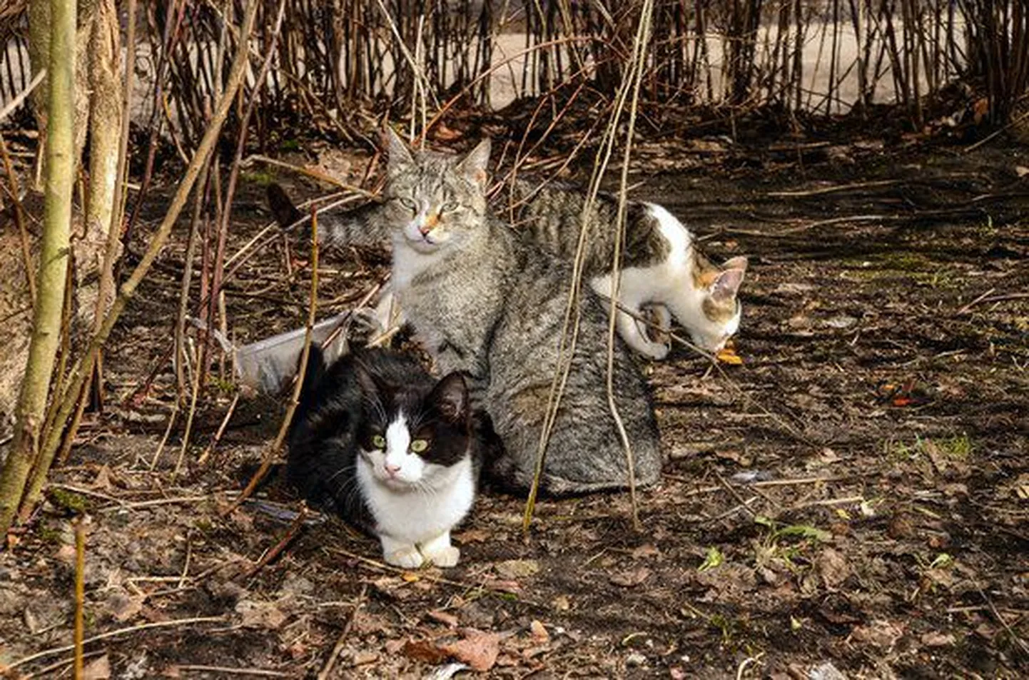 Уличные коты.