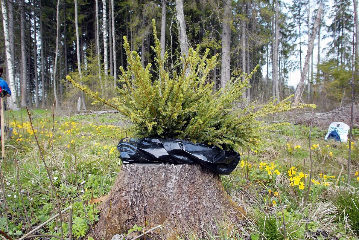 Spruce seedlings.
