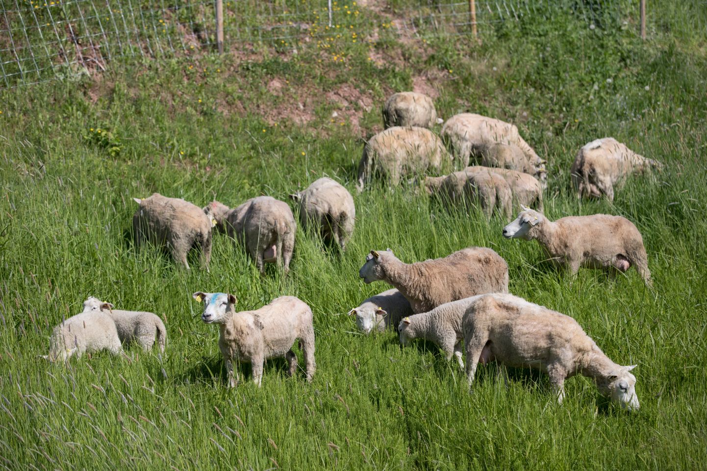 Lossimägedes suvitavad lambad.