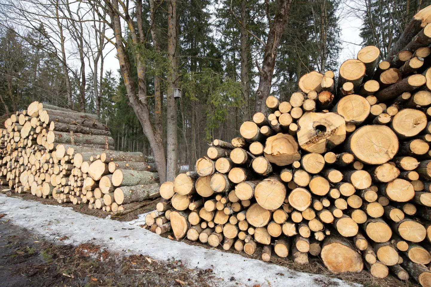 11 июля 2022 года вступили в силу санкции ЕС, запрещающие импорт в ЕС древесины и лесоматериалов из России и Беларуси. Иллюстративное фото.