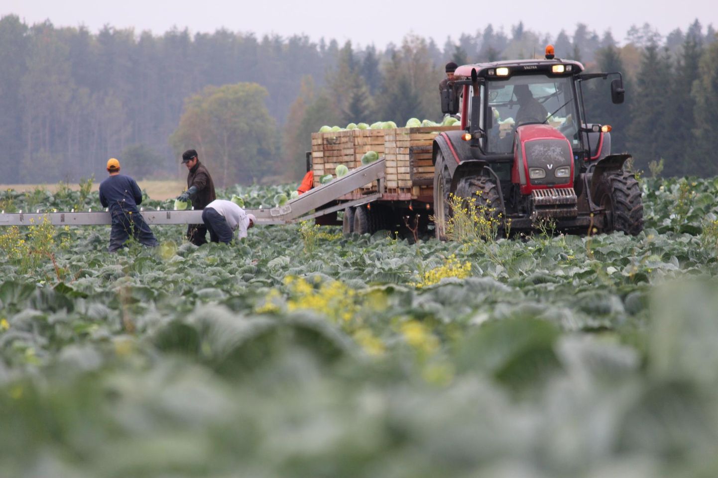 В последние годы на полях Эстонии работаю как местные, так и иностранные рабочие. Последние преимущественно граждане Украины.