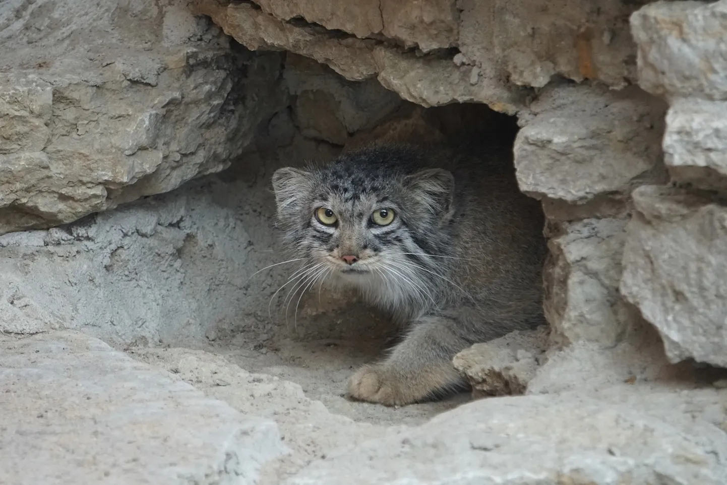 Manul Altani