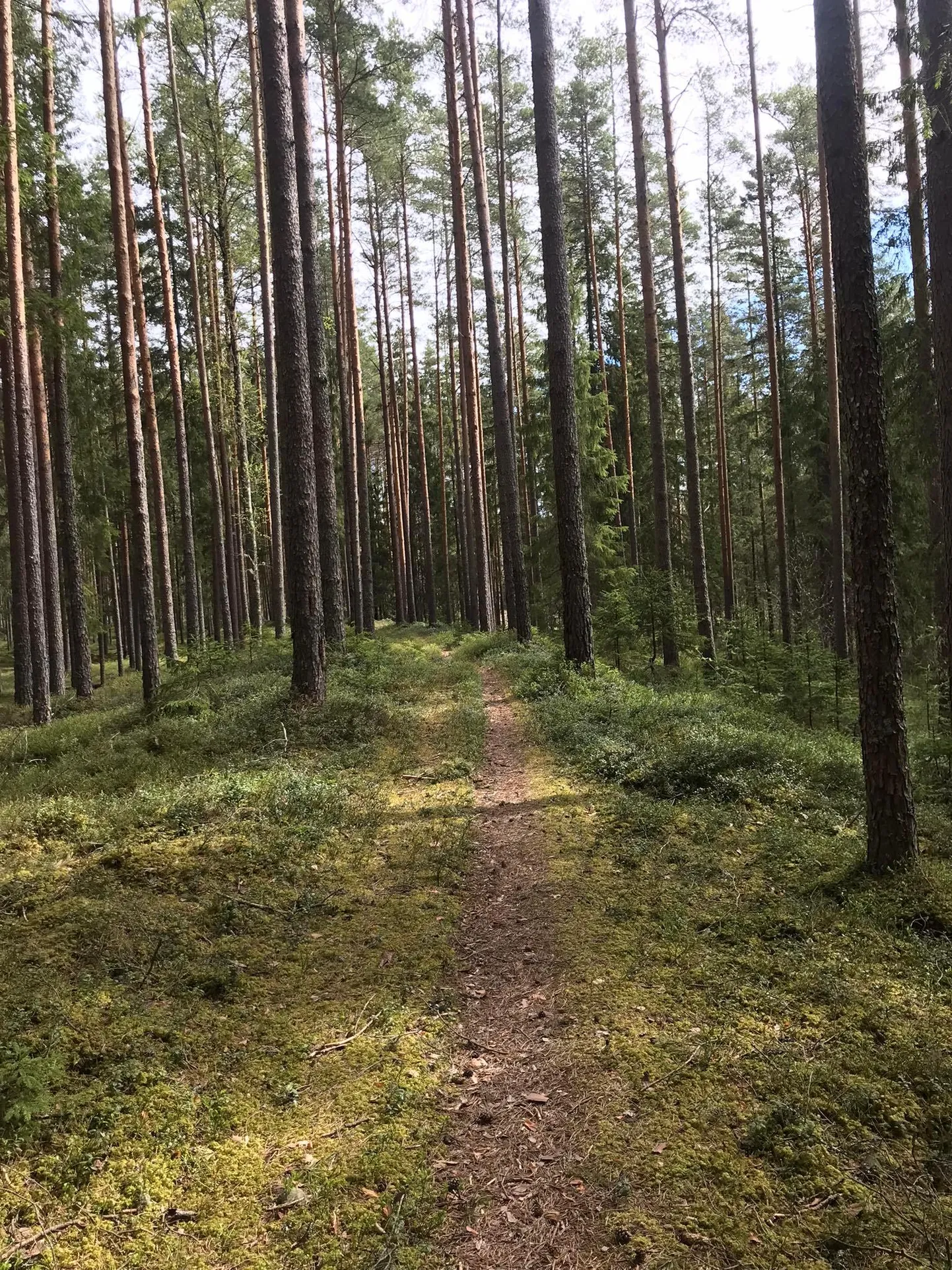Saunametsa matkarada Türil.