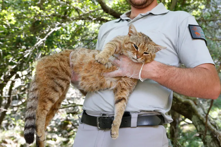 Корсиканский лисокот.