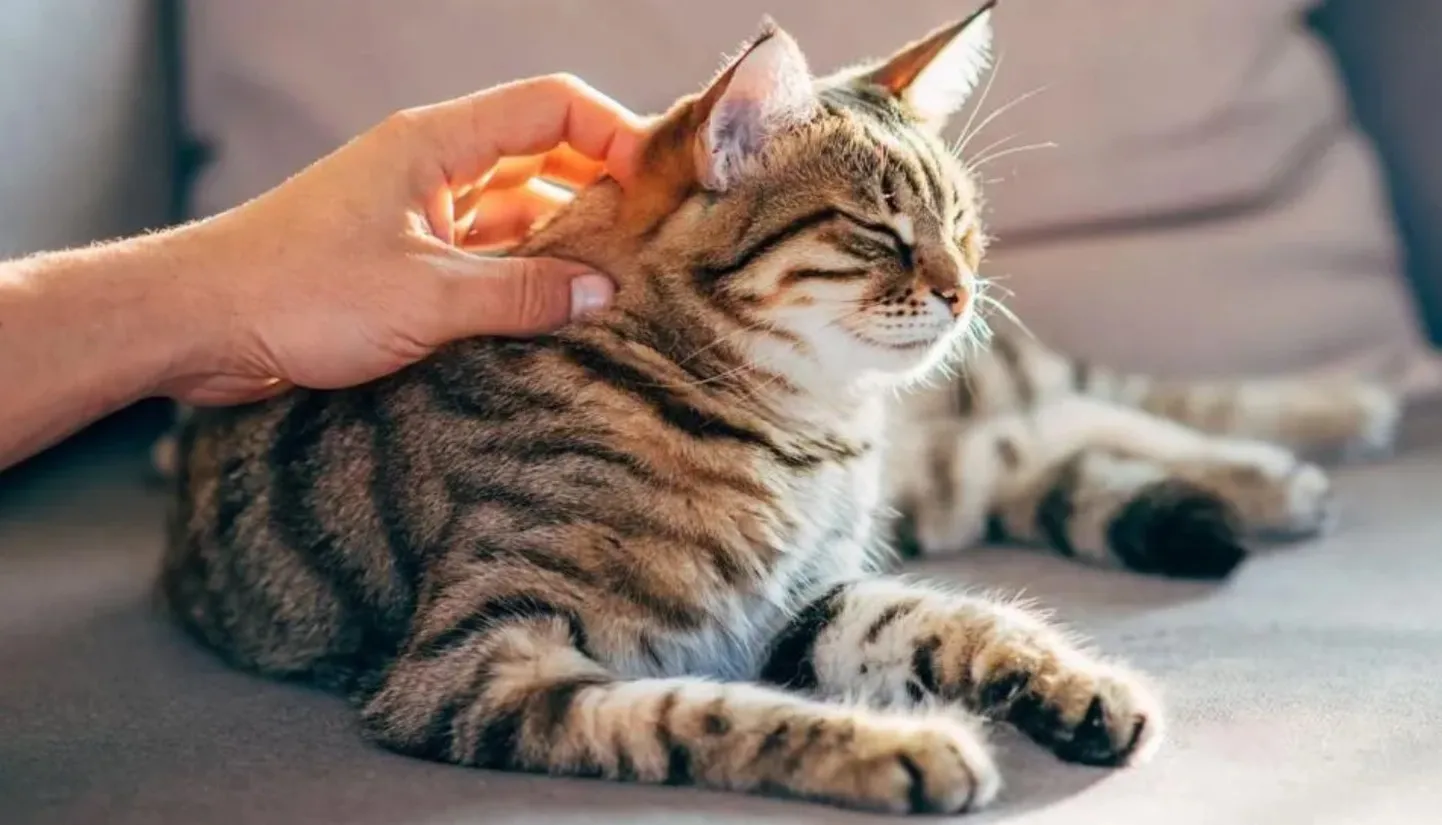 Кошка.