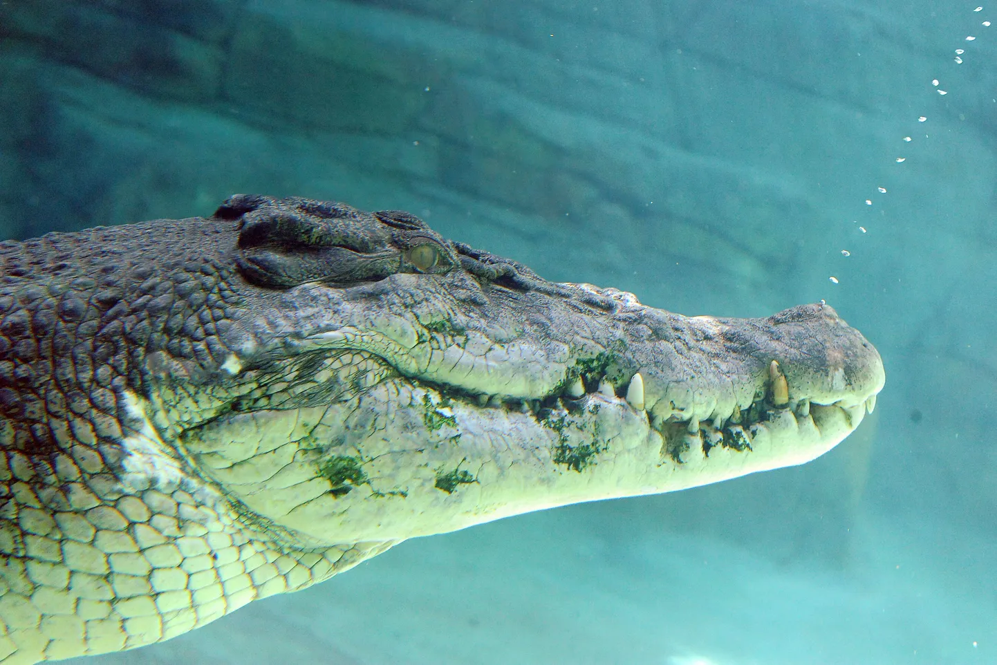 Austraalias tekitas skandaali isa, kes pani imiku ujuma krokodillidest kubisevasse jõkke