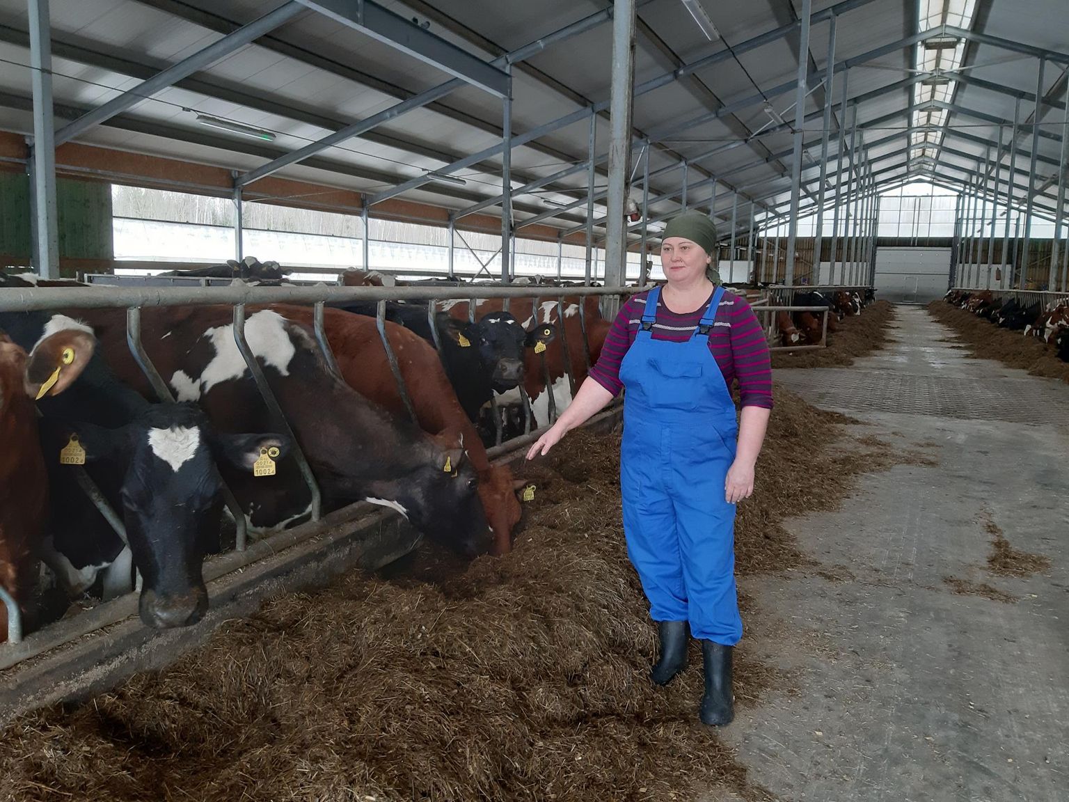 See ülesvõte Linnamäe farmis lehmadega askeldavast Olga Barabeist on tehtud kohe pärast sõja puhkemist 27. veebruaril 2022. Ta oli toona väga mures kodumaale jäänud laste pärast ja mõlemad mehega kippusid Ukrainasse tagasi. Lapsed palusid neil jääda turvalisse Eestisse ja nad on siin praegugi.
