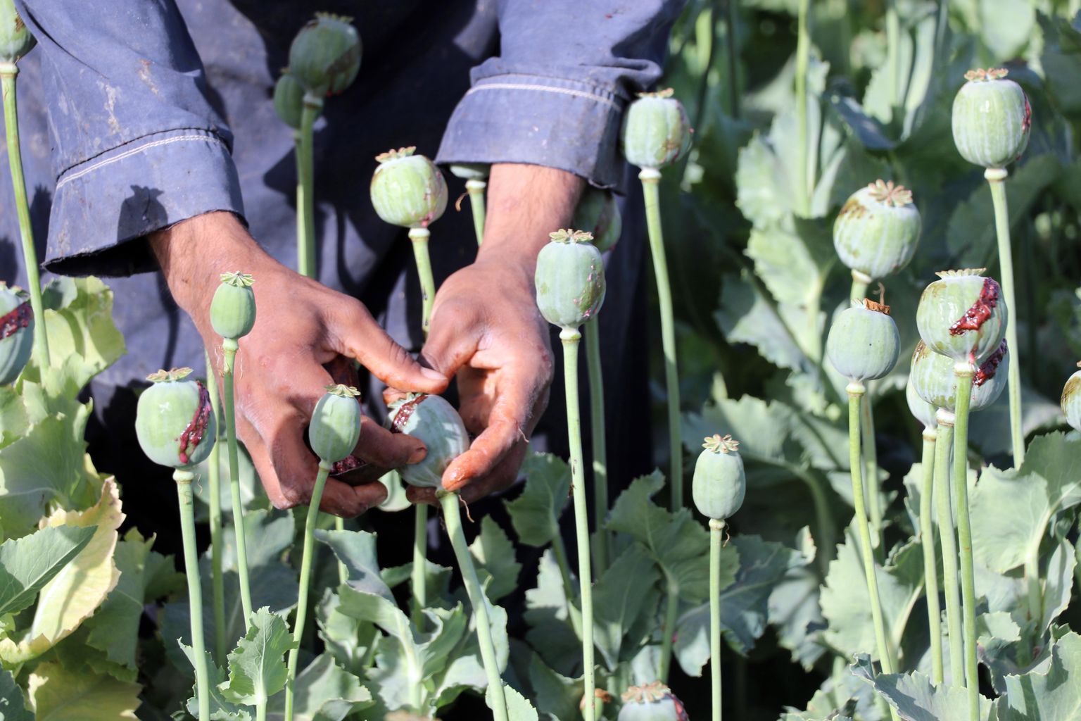 Oopiumimagunate kuprad Afganistanis Kandaharis 29. märtsil 2022. Poolvalminud kuparde piimmahla nimetatakse oopiumiks