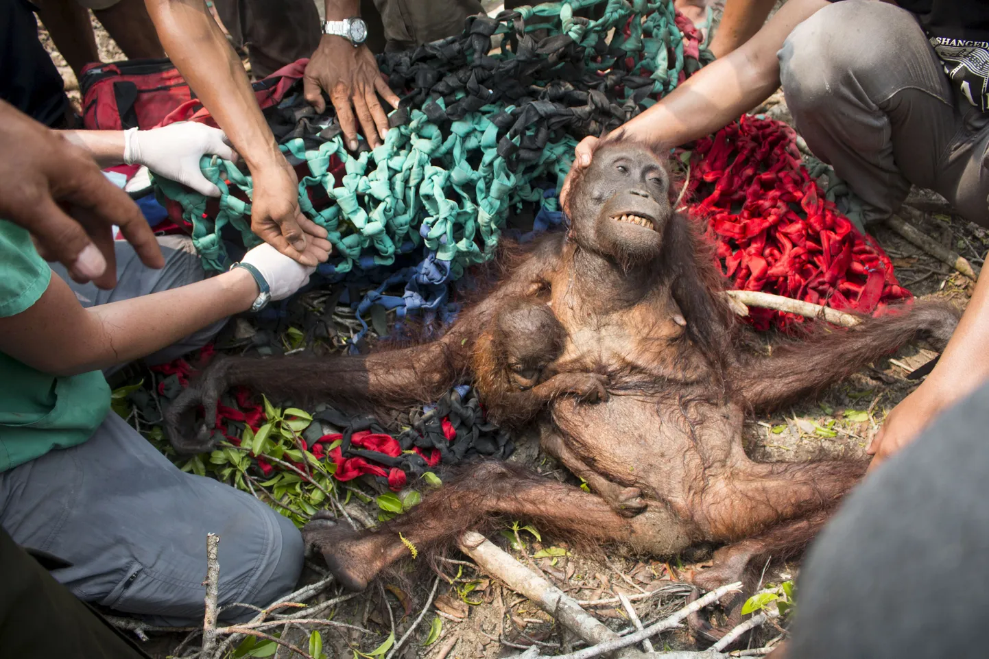 Orangutan ja tema poeg.