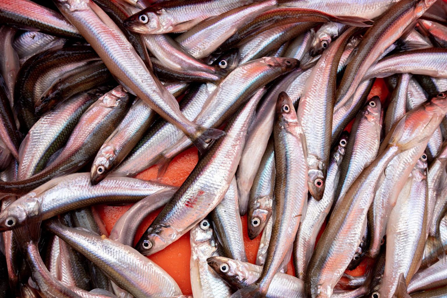 Toidukaupadest kallines möödunud aasta aprilliga võrreldes juunikuus kõige enam, 16,3 protsenti värske kala hind.