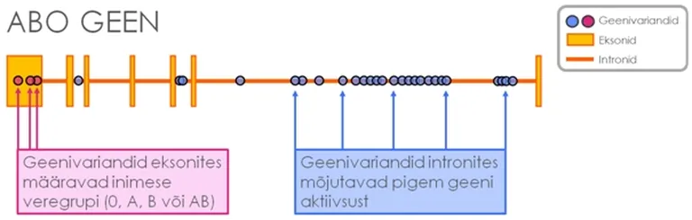 Artikli foto