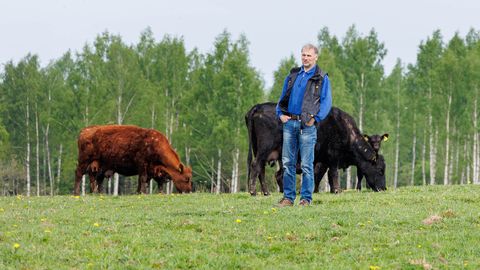 VIDEO ⟩ Kümnete vasikate elu lõppes hundi kõhus. «Vanad loomad kisavad, ninad püsti, kuid kiskjaga nad võidelda ei suuda.»