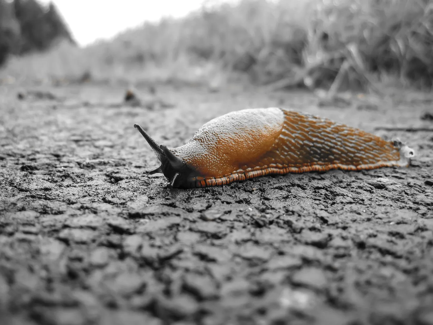Raksta foto