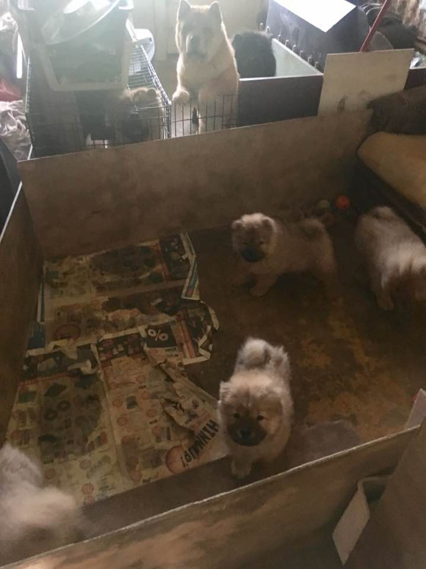 В квартире нашли 17 собак.