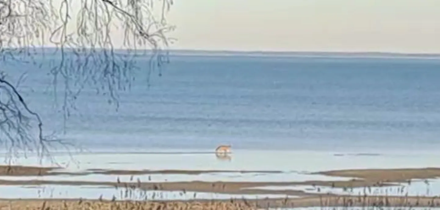 Kuvatõmmis videost