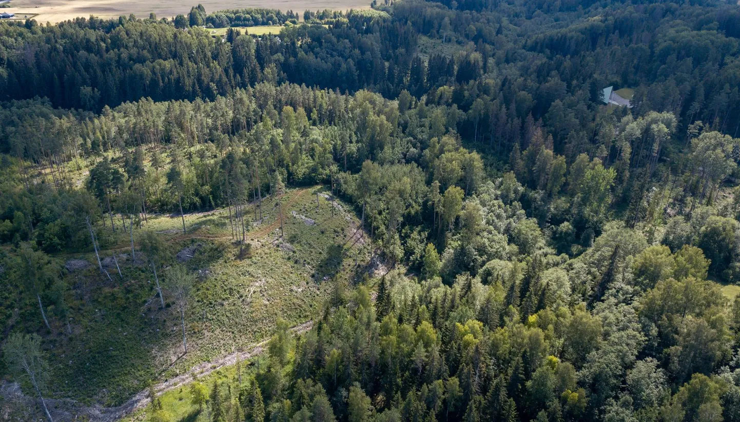 Aastatega on kooreürask sellist hävitustööd teinud, et veebruaris tuli parki suures mahus raiuma hakata. Mõnes kohas ka lagedaks. Tänavu on pargivaht Tõnis Viira püünistesse püüdnud kolm liitrit üraskeid.