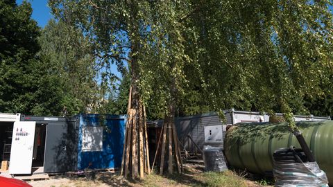 Annelinlane muretseb ehitusplatsil kasvavate puude pärast