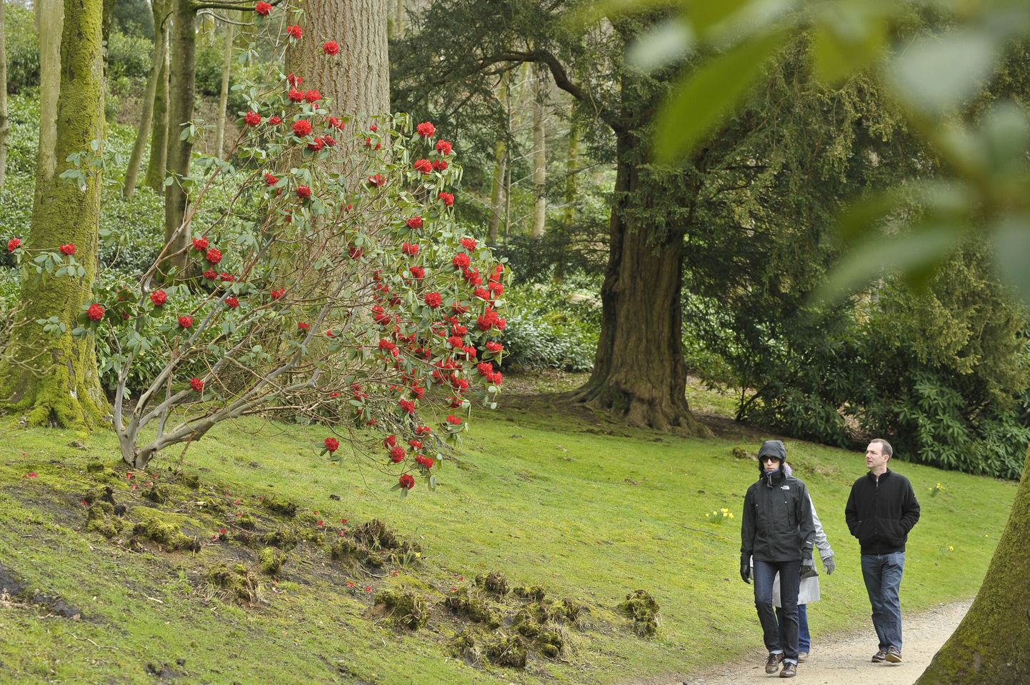 Õitsev rododendron Inglismaal Stourheadis.