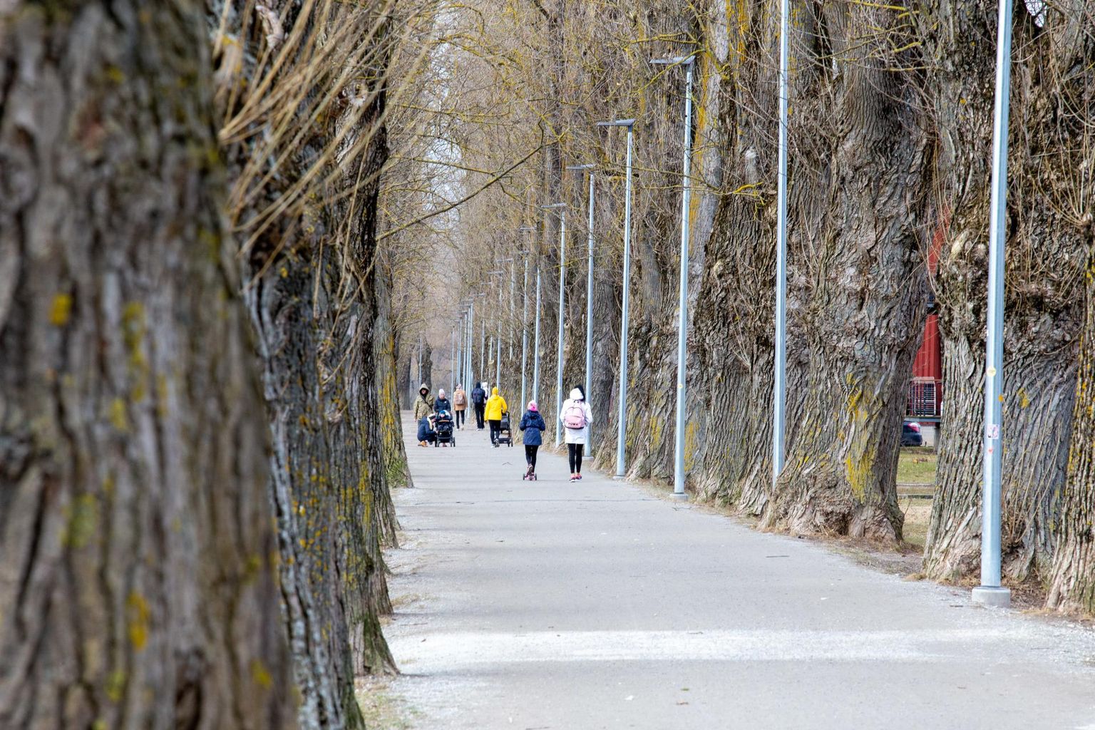 Eilsel tuulisel päeval Ujula tänava paplialleel oksi ei lennanud. Kui need vanad puud muutuvad inimestele aga ohtlikuks, tuleb linnal oht kõrvaldada.