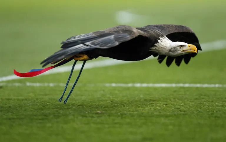 Kotkas Kayla on Crystal Palace'i meeskonna maskott, kes teeb iga kohtumise eel staadionil majesteetliku lennuringi. Foto: