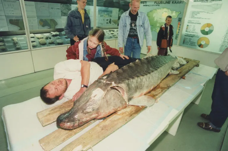 1996. aastal Saaremaa kalurite räimenoota jäänud tuur oli selle kalaliigi viimane täiskasvanud isend,  mis Läänemerest on püütud.