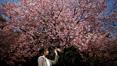 Galerii: Jaapanis algas kirsiõite hooaeg