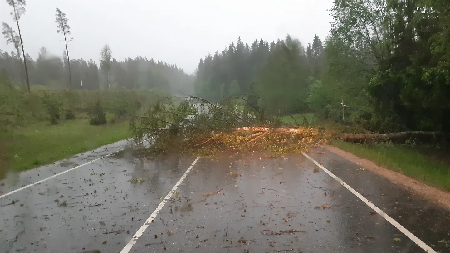 Puu Valga-Uulu maanteel.