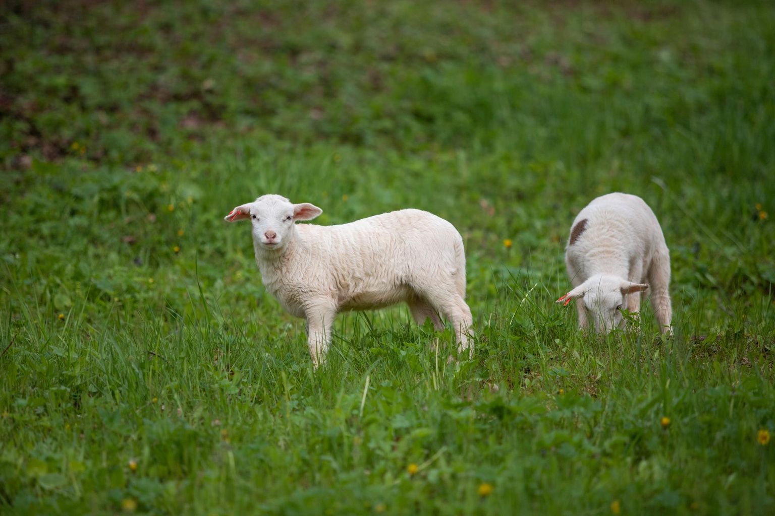 Pärnumaal saab PRIA-lt ute üleminekutoetust 30 lambakasvatajat.