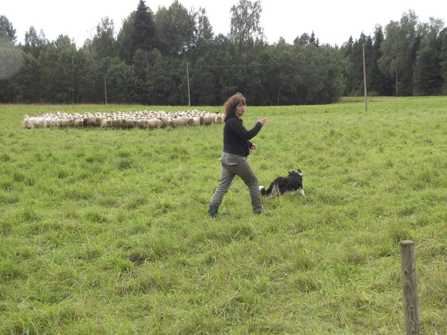 Detsembris sündinud nooruke Pini käib karjas veel rihma otsas, sest muidu tormaks ta suurest entusiasmist otse lammaste keskele.
