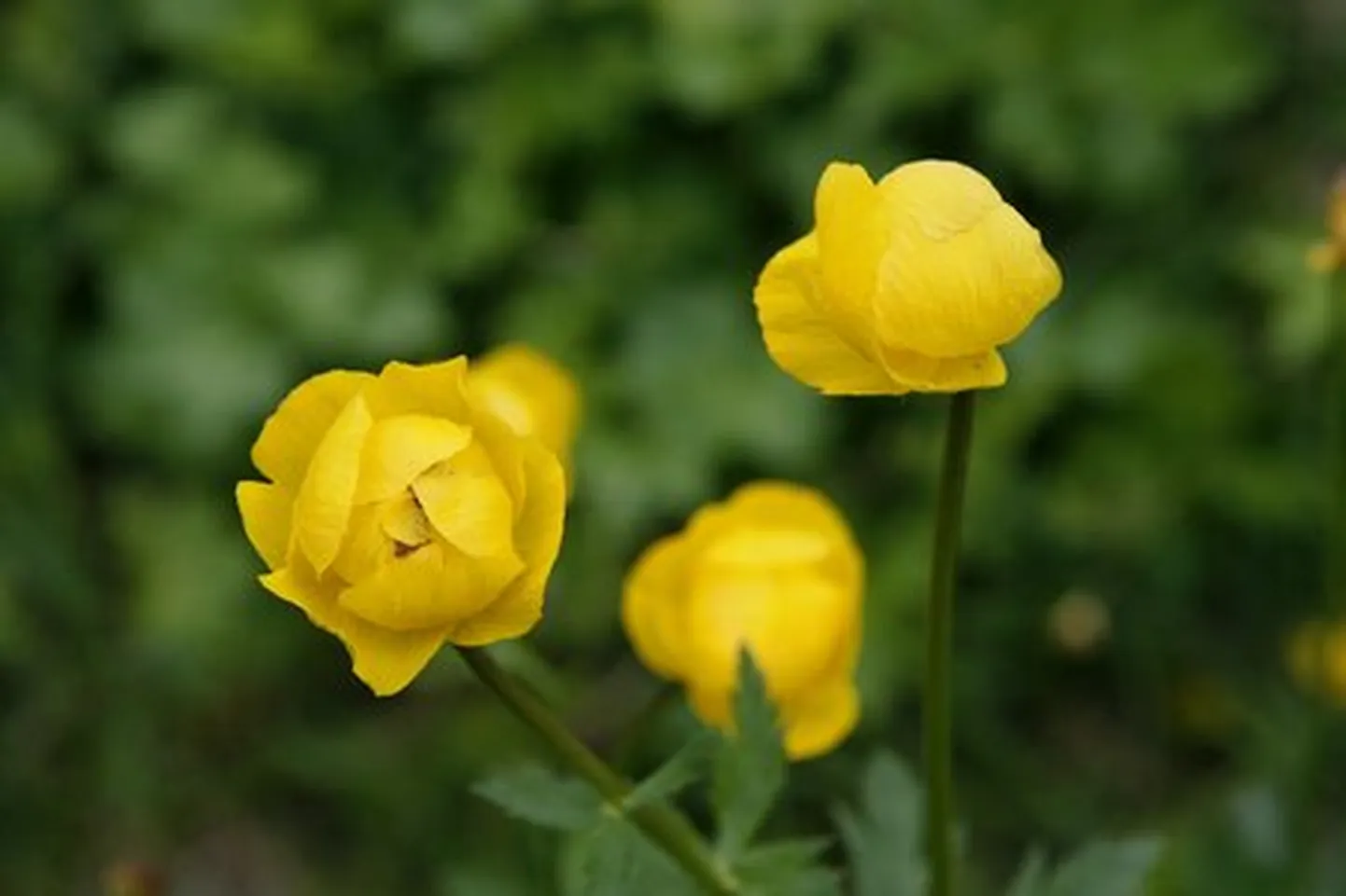 Kullerkupud.