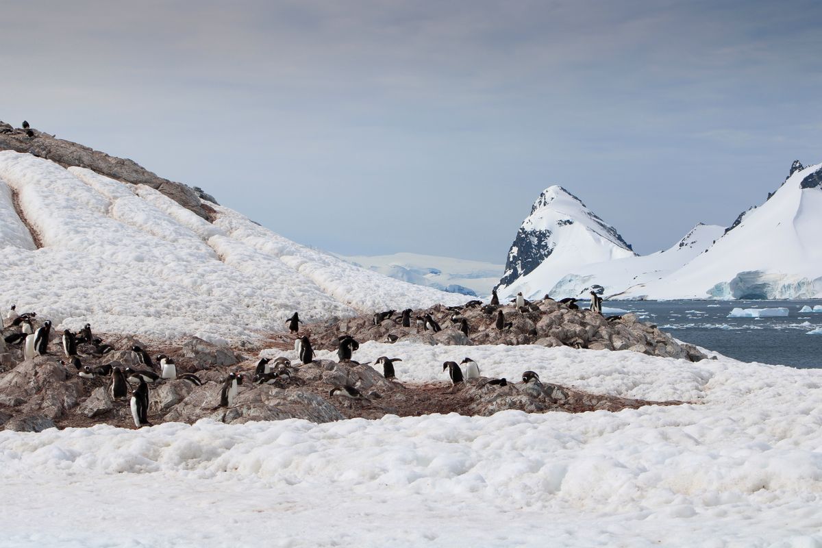 Ослиные пингвины на острове Кювервилля, 1 января 2019 года. 