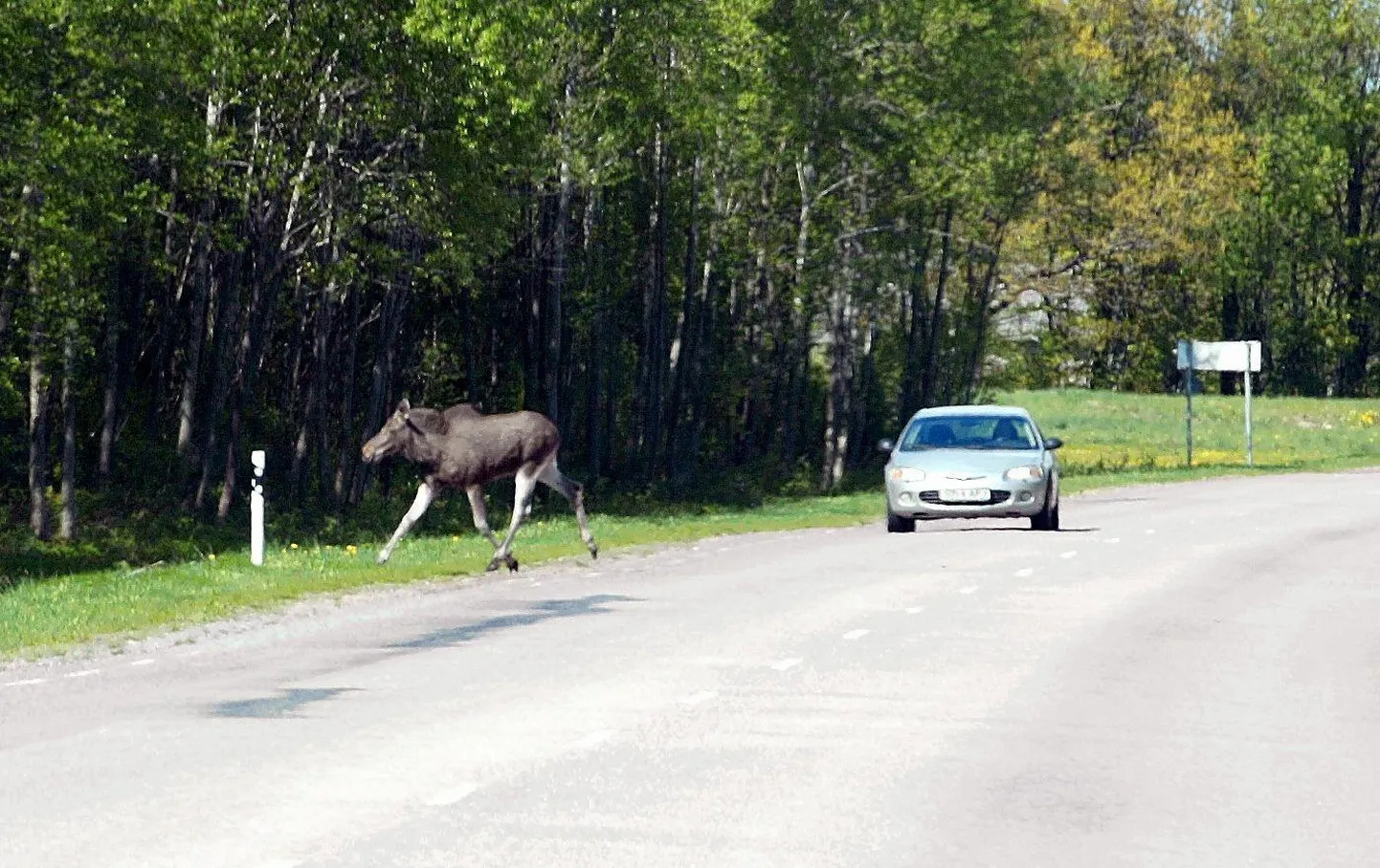Põder võib teele joosta autojuhile väga ootamatult.