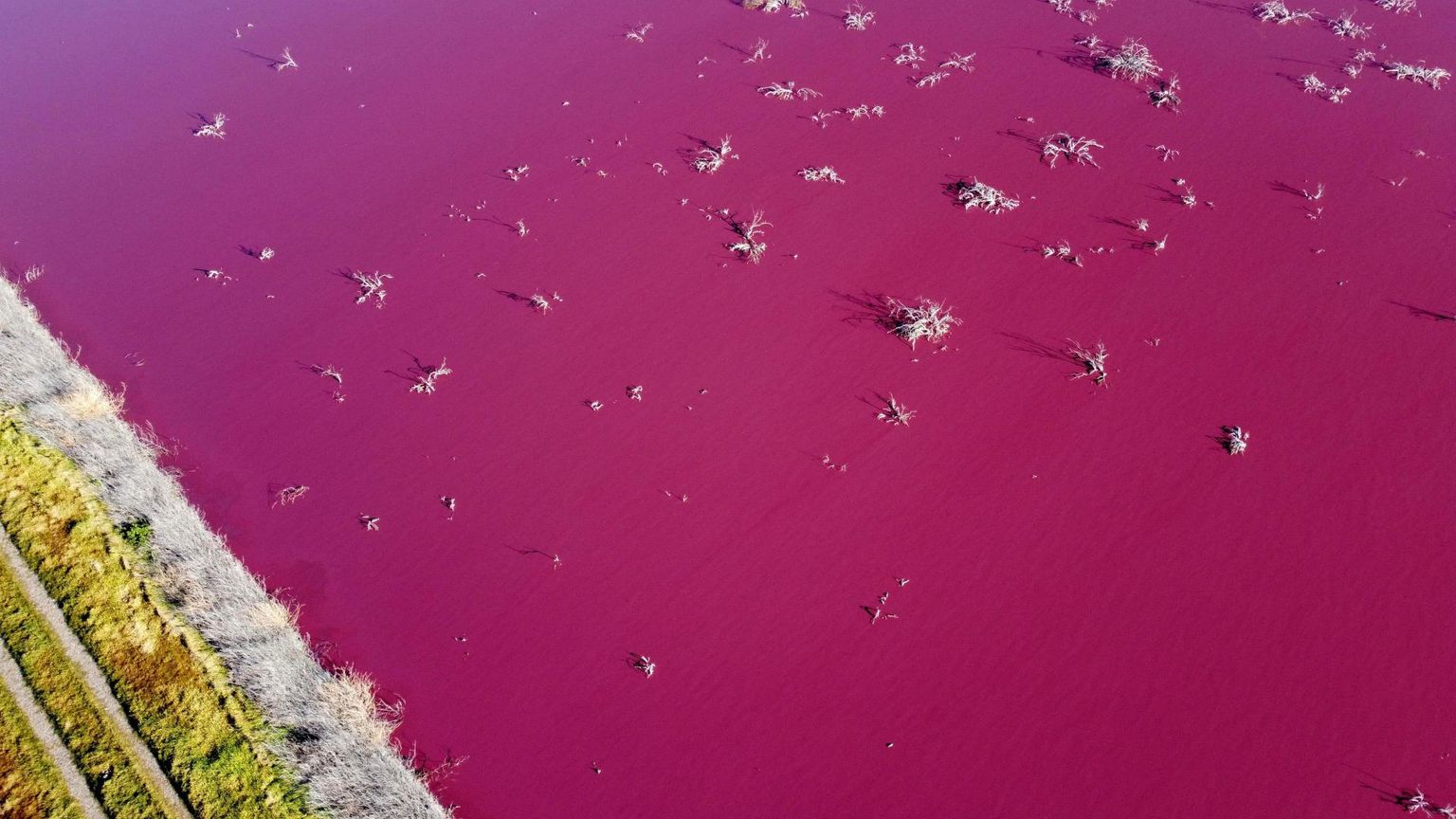 Patagoonias Trelewi linna lähistel asuva laguuni värvisid ekspertide sõnul ereroosaks kemikaalid, mida kasutatakse kalatööstuses krevettide säilitamiseks. 