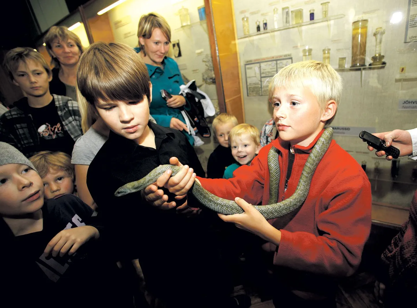 Üheksa-aastane Thor Kaspar Marvet hoidis madu esimest korda käes nelja-aastaselt ning ta tuleb iga kord teadlaste ööks Tartusse vanaema juurde, et saaks juba tuttavaid madusid sülle võtta.