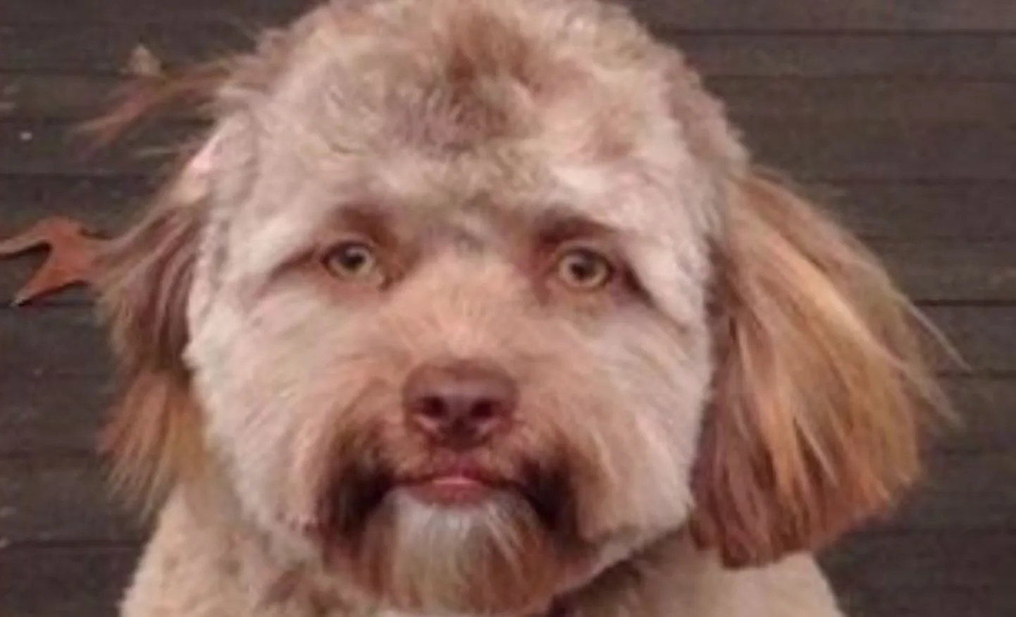 Shih-poo Yogi