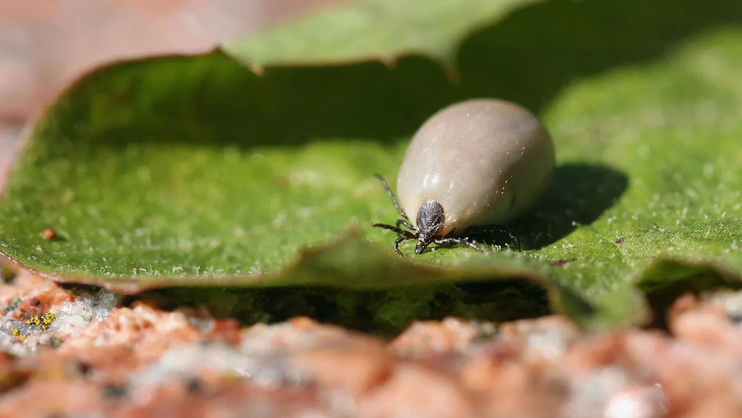 Pärnumaa kuulub puukborrelioosi nakatumisega Eesti keskmisest kõrgema haigestumisega piirkondade hulka. Pildil täissöönud puuk.