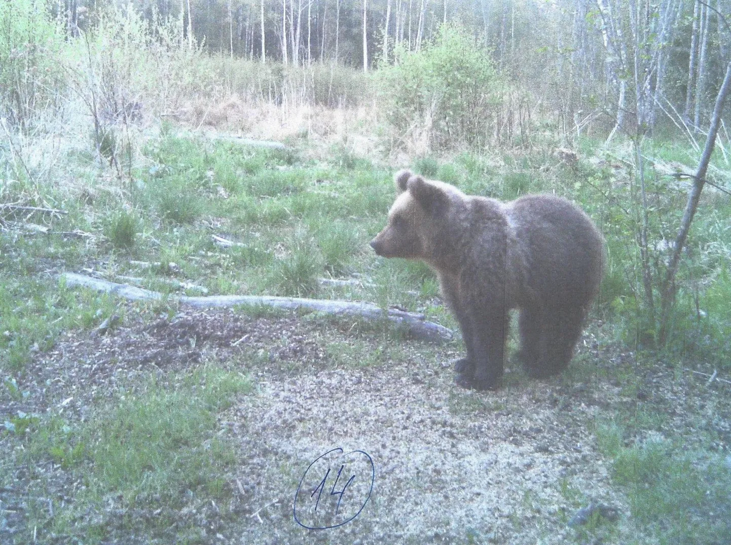 Jahimehed on oktoobriga lõppenud hooajal küttinud maakonnas kümme karu. Foto on illustratiivne.