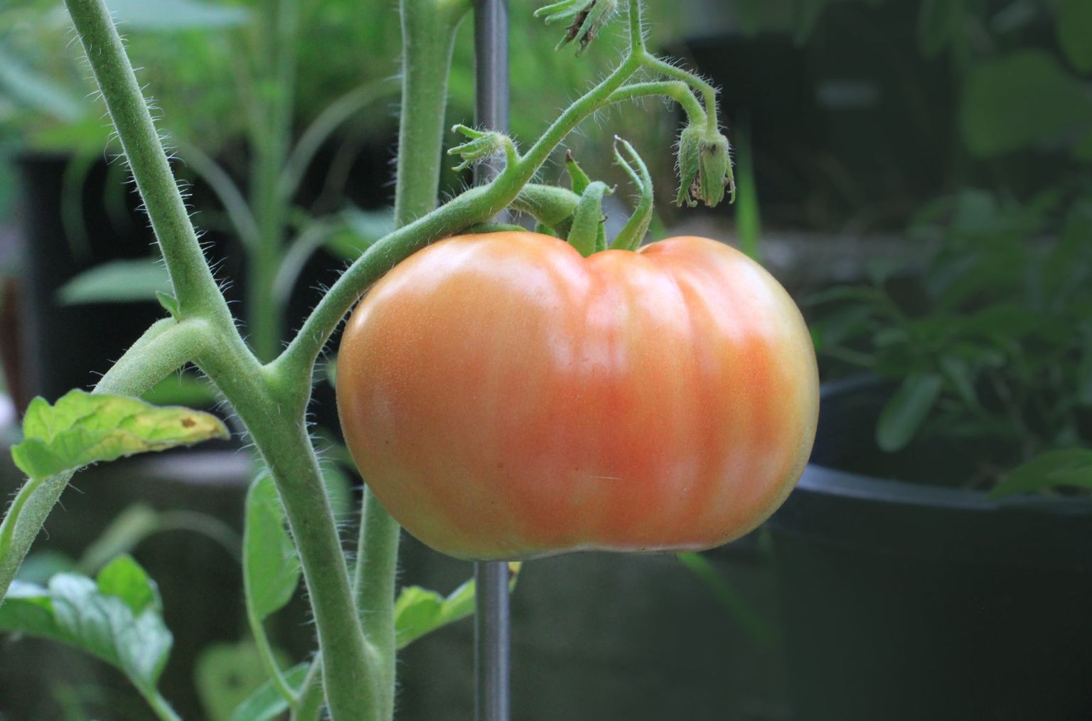 Valmiv tomat.