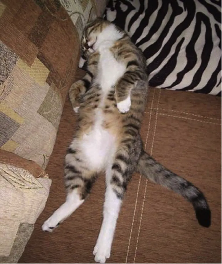 Täpi-Liine. Foto: