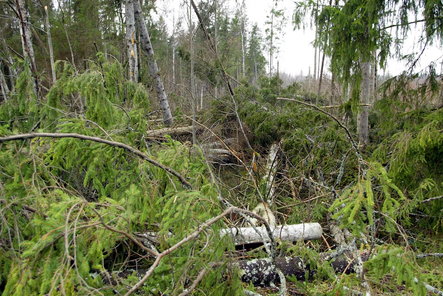 Tormijärgne tuulemurd Viljandimaal.