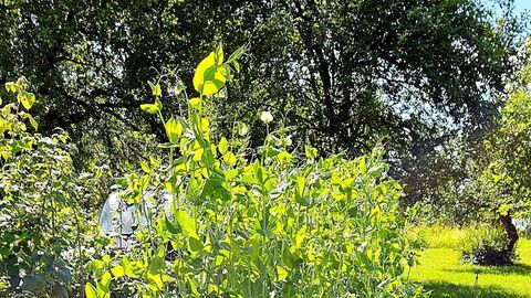 NIPPE ⟩ Õigesti külvates saab herneid süüa jaanipäevast suve lõpuni