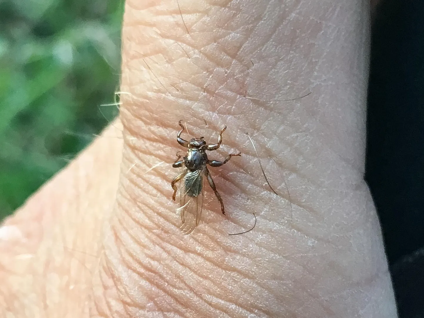 Kui põdrakärbest mitte segada, imeks ta ühe kõhutäie tarvis verd 15–20 minutit.