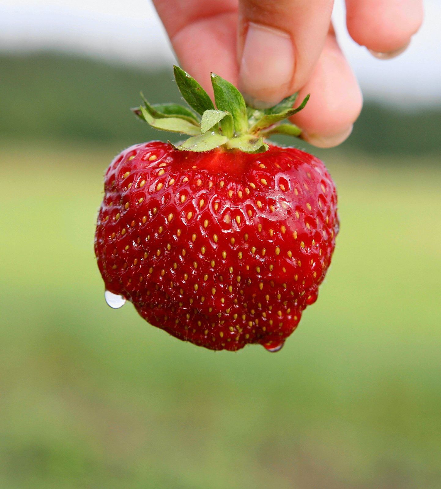 Foolirikkad toiduained: maasikas.