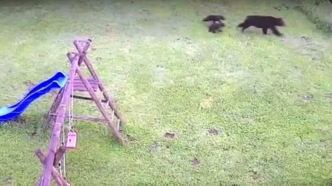 Видео: медведица с детенышами напала на пенсионерку