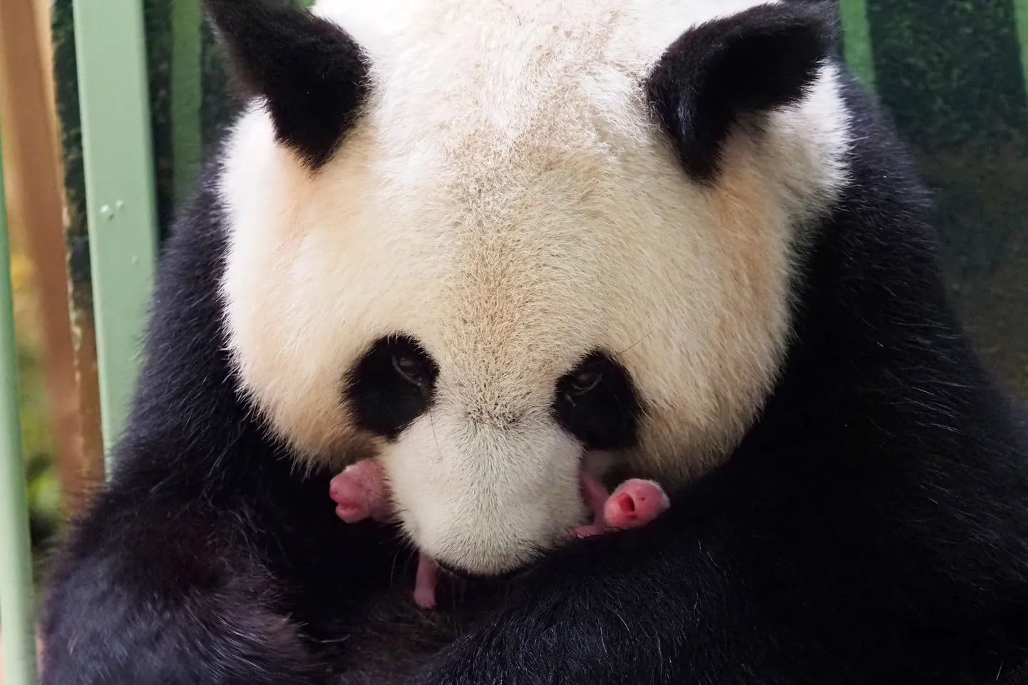 Hiidpanda Huan Huan koos vastsüdnidnud pandakaksikutega.